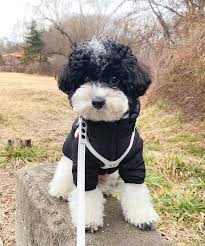 Maybe you would like to learn more about one of these? Parti Poodle 17 Things To Know Before Getting A Parti Poodle