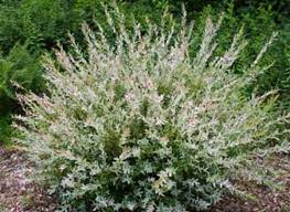 Leaves emerge white with pink tones and gradually green up over the season. Planting Willow Varieties Hakuro Nishiki Horticulture