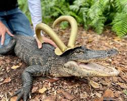 From the show loki on disney+ in episode 5 where loki meets an alligator version of himself. Praqzvkh8bsm