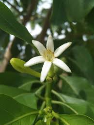 Image result for Morinda angolensis
