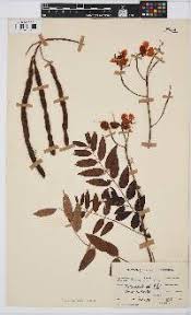 Image result for Senna petersiana