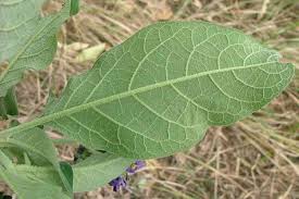 Image result for Solanum mauritianum