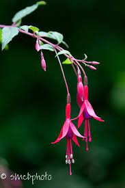 Fuschia Flower Photos Flower Field Fuchsia