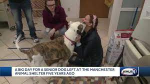 You can browse thousands of adoptable pets near you at www.adoptapet.com! 10 Year Old Dog Finds Forever Home After 5 Years At Manchester Animal Shelter