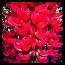 Image result for Lomariopsis guineensis