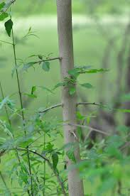 Image result for Uvaria acuminata