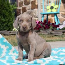 Vizsla puppies for sale houston tx. Weimaraner Puppies For Sale Greenfield Puppies Weimaraner Puppies Weimaraner Puppies For Sale Puppies