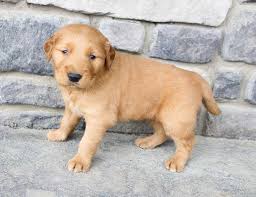Besides been a popular family pet, this dog is highly prized by hunters. Puppies For Sale Near Me Find Your Puppy Vip Puppies Puppies Socializing Dogs Puppies For Sale
