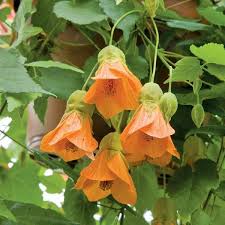 Pin On Logee S Flowering Plants