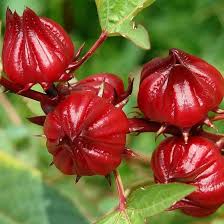Image result for Hibiscus barbosae