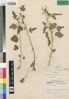 Image result for Hibiscus barbosae