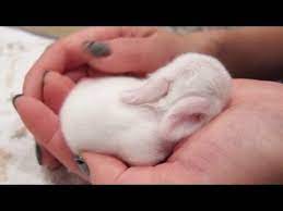 Newborn Baby Bunnies Snuggle And Sleep Youtube