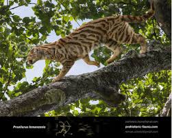 Image result for Phacelurus