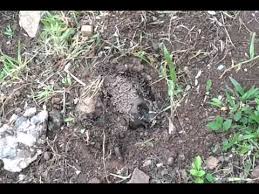 En Cuanto Tiempo Se Descompone Un Perro Enterrado Noticias Del Perro