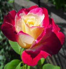 Rose Double Color Rose Flower Beautiful Flowers Pretty Flowers