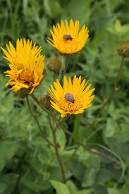 Image result for Berkheya speciosa