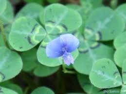 Image result for Parochetus