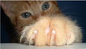 Cat Nail Trim 10 Steps Instructables