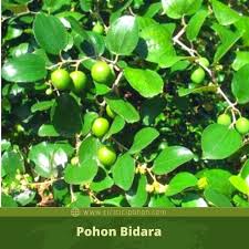 Produk daun bidara asli ruqyah koleksi tudung by nuriya hijab discover exclusive deals and reviews of rawatan_daun_bidara online! Manfaat Daun Bidara Untuk Kesehatan Kulit