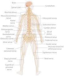 Dalam rangka manusia terdapat beberapa macam sendi,antara lain bukankah kita sudah mengetahui bahwa otot merupakan alat gerak aktif pada manusia dan juga merupakan organ penting manusia dalam menggerakkan tubuh manusia. Sistem Organ Wikipedia Bahasa Indonesia Ensiklopedia Bebas