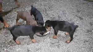 Von Dadashov L Ve M Batini Von Dadashov Dobermann Kennel Uretici Sayfasi Youtube