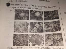 Ya, di sana ada beragam jenis hewan, seperti ayam, serangga, kucing dan sebagainya. Tanaman Berikut Yang Menunjukkan Keanekaragaman Tingkat Gen Adalah Brainly Co Id