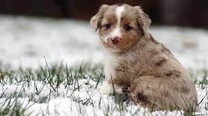 Maybe you would like to learn more about one of these? Mini Aussie Merle Puppies Pasteurinstituteindia Com