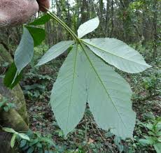 Image result for Myrianthus arboreus