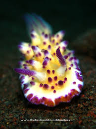 Image result for Melinis subglabra