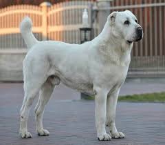 Shelter a dog or a puppy and become the center of his admiration. Central Asian Shepherd Dog Alabai Info Puppies Pictures