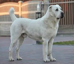 Alabai is a famous central asian shepherd dog. Alabai Turcoman Int Magazine