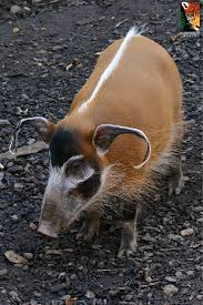 Red River Hogs May Look Cute But Behind That Adorable Face Hides Two Sets Of Tusks Their Upper Tusks Are Small Weird Animals Majestic Animals Africa Wildlife
