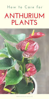 Anthurium Quotes
