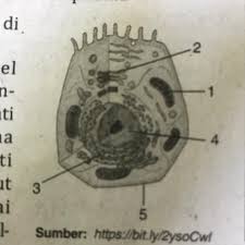 Perhatikan Gambar Disamping Suatu Organel Sel Merupakan Perpanjangan Membrane Inti Ke Arah Brainly Co Id
