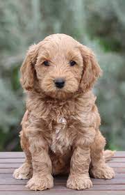 2 guinea pigs w/cage and accessories. We Are Known For Our Happy And Healthy Multigenerational Australian Labradoodle Puppies With Soft Labradoodle Puppy Labradoodle Australian Labradoodle Puppies