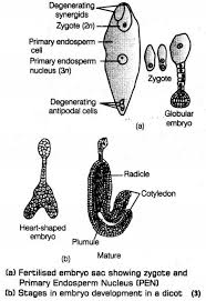 Pin On Important Questions For Class 12 Biology