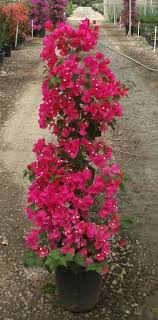 Bougainvillea Barbara Karst Bougainvillea 5 Gal Container Stock Climbs 20 To 30 Ft Long Evergreen Flower Color R Climbing Vines Flower Garden Flowers