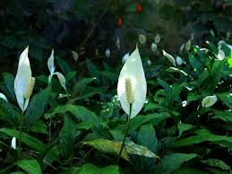 We did not find results for: Peace Lily Plant And Flower How To Grow And Care For Beginners Florgeous