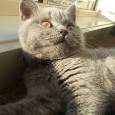 Zeus British Blue Shorthair Enjoying Some Winter Sunshine From The Inside Kedi