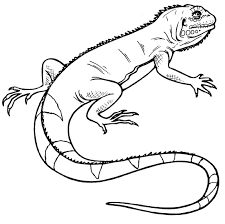 Black And White Lizard Lizard Clipart Black And White 2 Clipart Black And White Clip Art Black And White