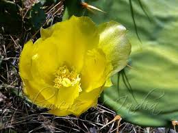 Botany · 1 decade ago. Opuntia Stricta Erect Prickly Pear