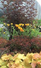 Dart's gold ninebark companion plants. 100 Best Ninebark Shrub Ideas Ninebark Shrub Shrubs Garden