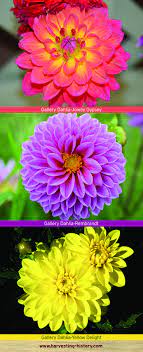 Gallery Dahlias Are The Smallest Of The Dahlia Cultivars With Most Plants Under 2 Feet Flowers Are Usually 2 Inches In Diameter B Border Plants Dahlia Plants