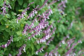 Image result for Ocimum labiatum