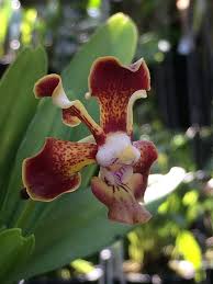 Image result for Cribbia