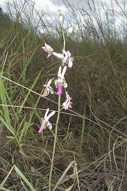 Image result for Eulophia livingstoneana