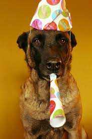 Happy Birthday Supervet By Barriebarrie Via Flickr Belgian Malinois Malinois Malinois Dog