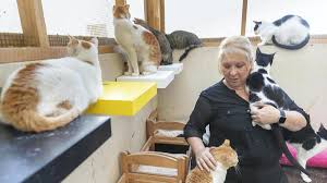 Regarding dependent feral cats left behind when you move. The Long Read The Uae S Street Cat Epidemic The National