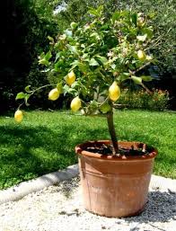 Cultiver Des Agrumes En Pots Faire Pousser Un Citronnier Jardinage Potager Cultiver