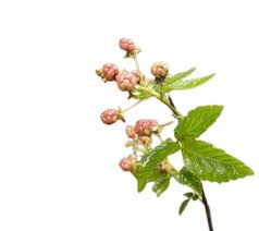 Image result for Rubus steudneri